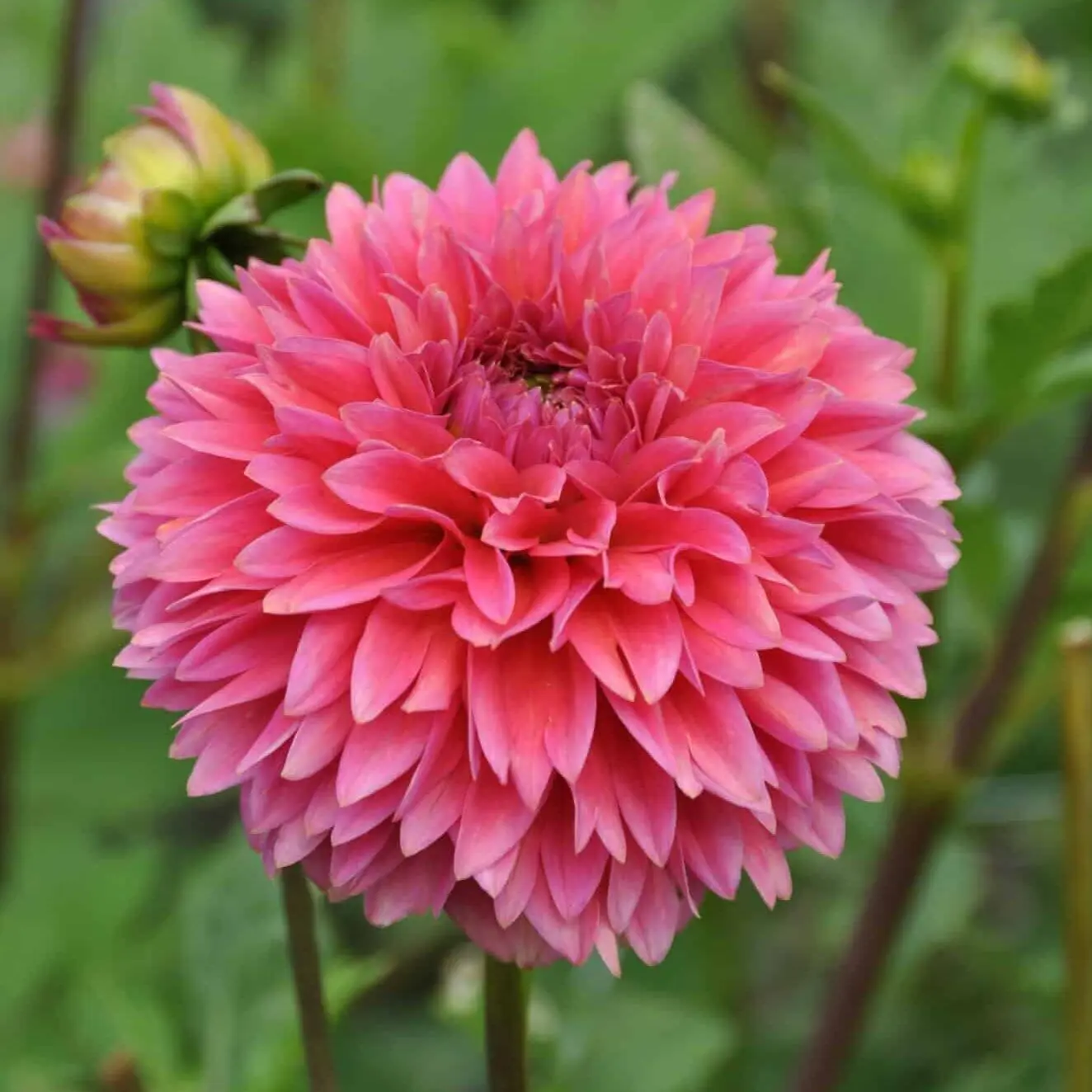 Dahlia Isa Candy Tubers