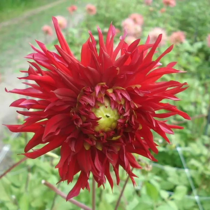 Dahlia Jaxon Tubers