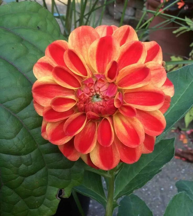 Dahlia Jescot Lingold Tubers