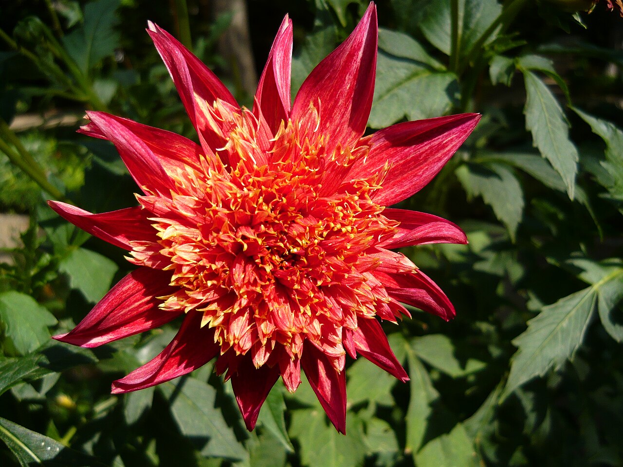 Dahlia Jive Tubers