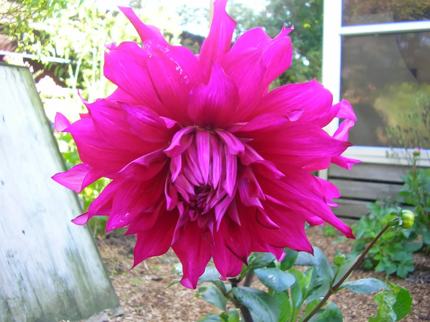 Dahlia Jocondo Tubers