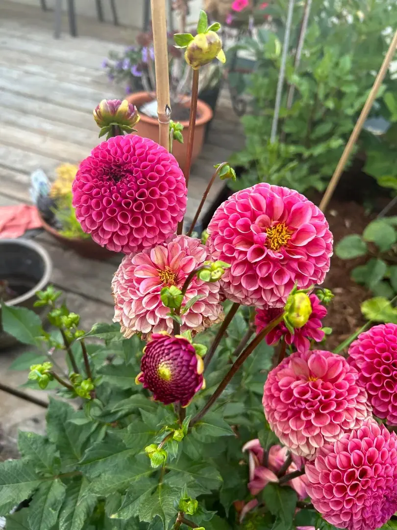 Dahlia Jowey Frambo Tubers