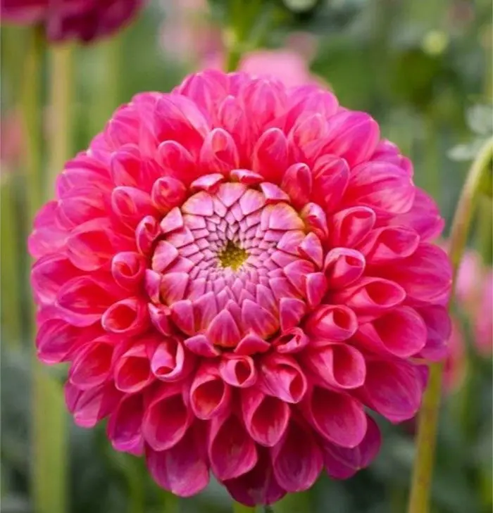 Dahlia Jowey Frambo Tubers