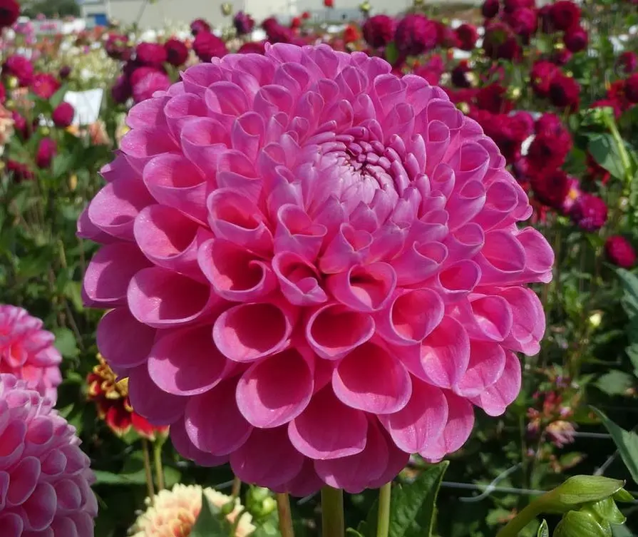 Dahlia Jowey Frambo Tubers