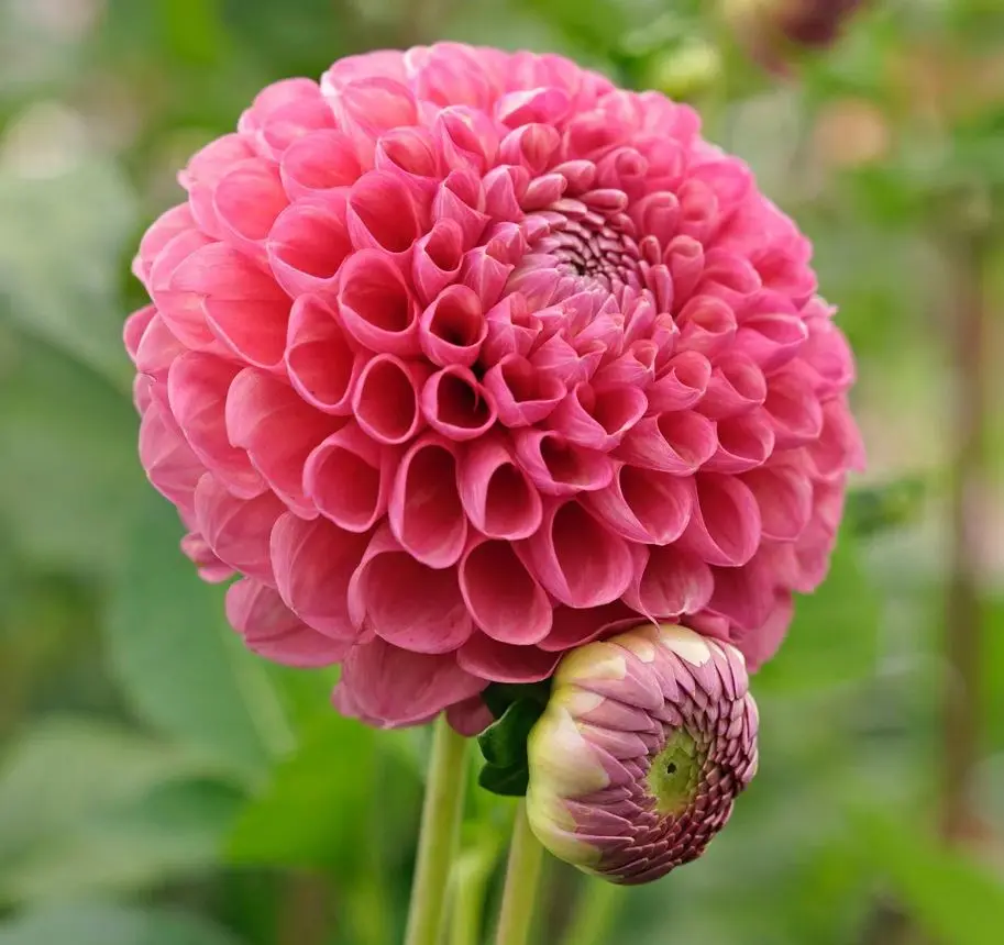 Dahlia Jowey Frambo Tubers