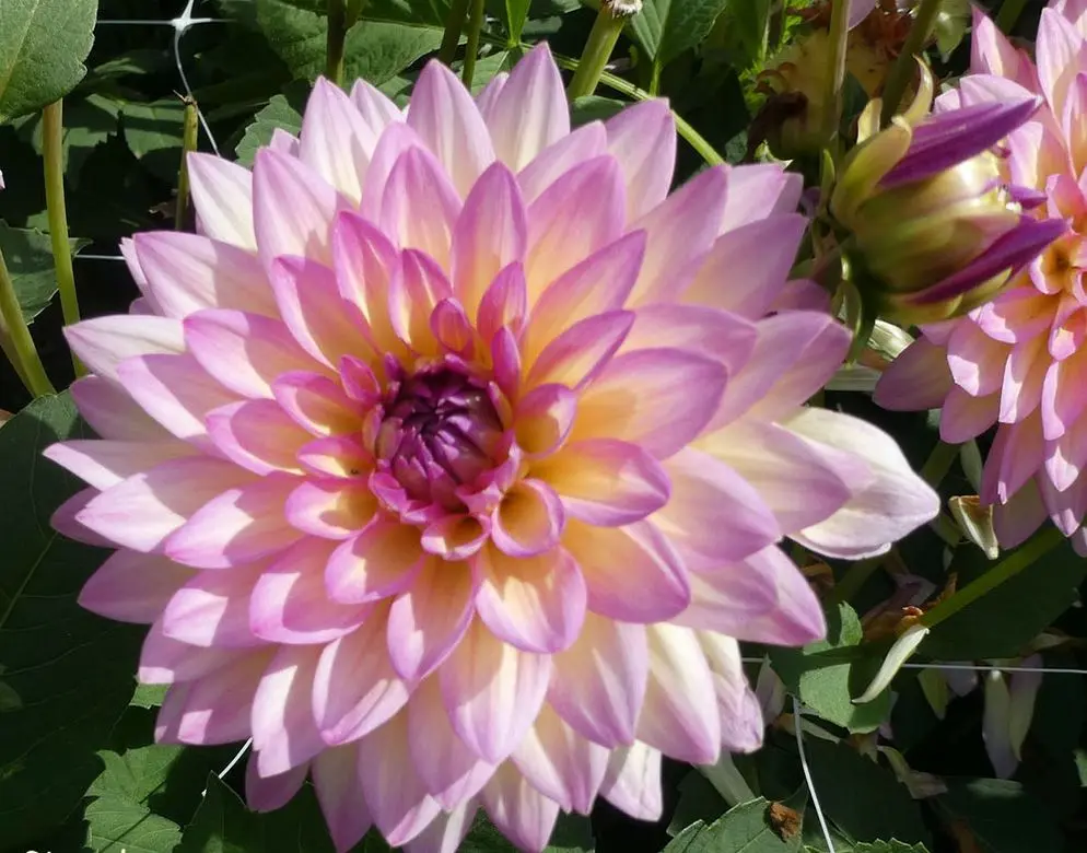 Dahlia Jowey Gipsy Tubers
