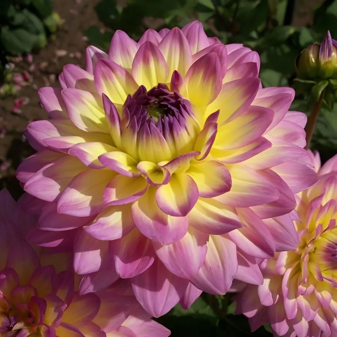 Dahlia Jowey Gipsy Tubers