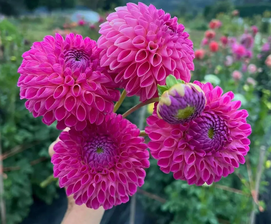 Dahlia Jowey Nina Tubers