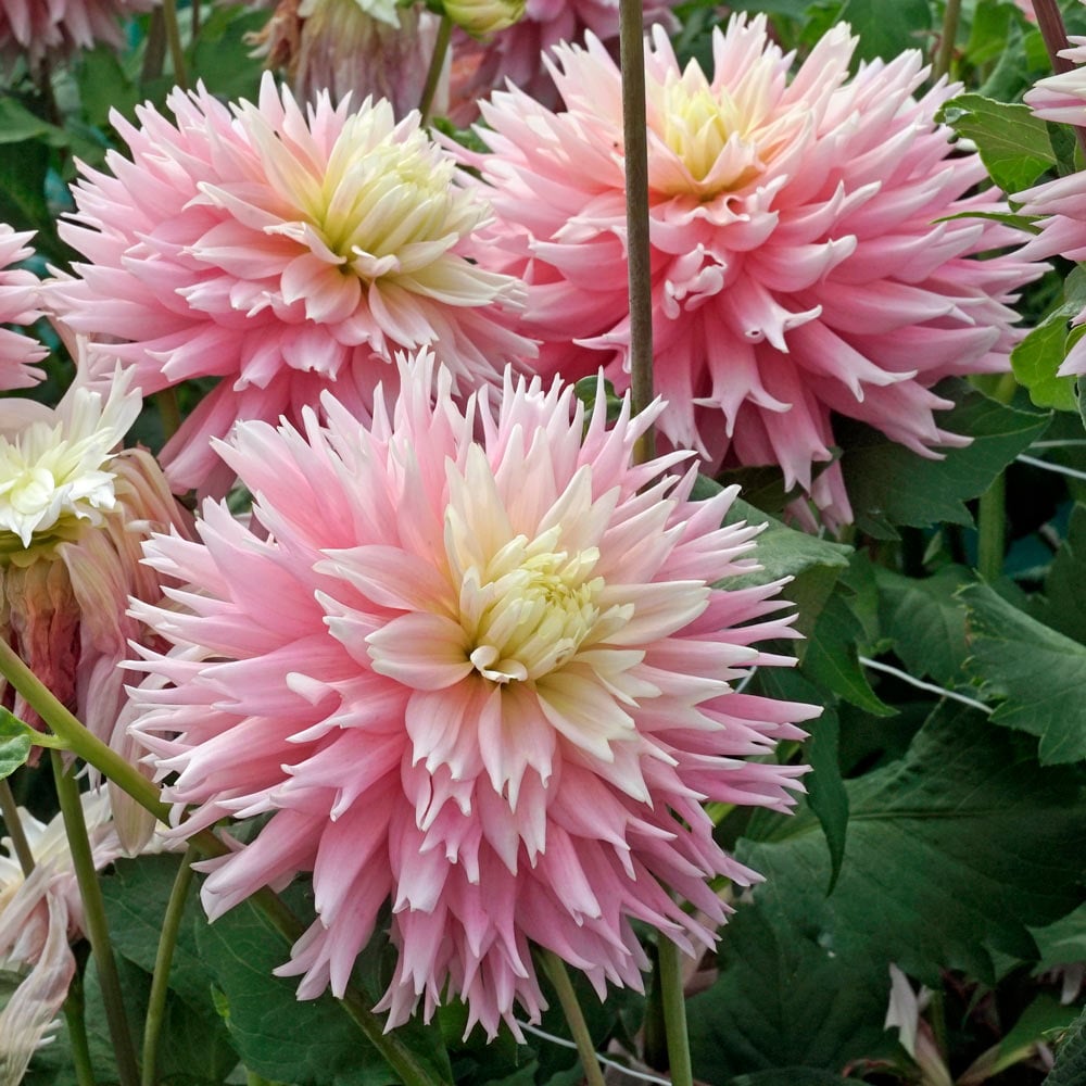 Dahlia Just Married Tubers
