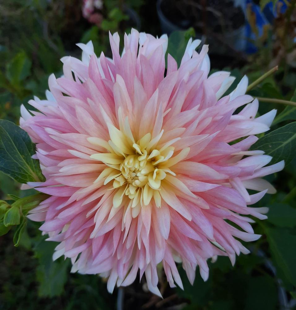 Dahlia Just Married Tubers