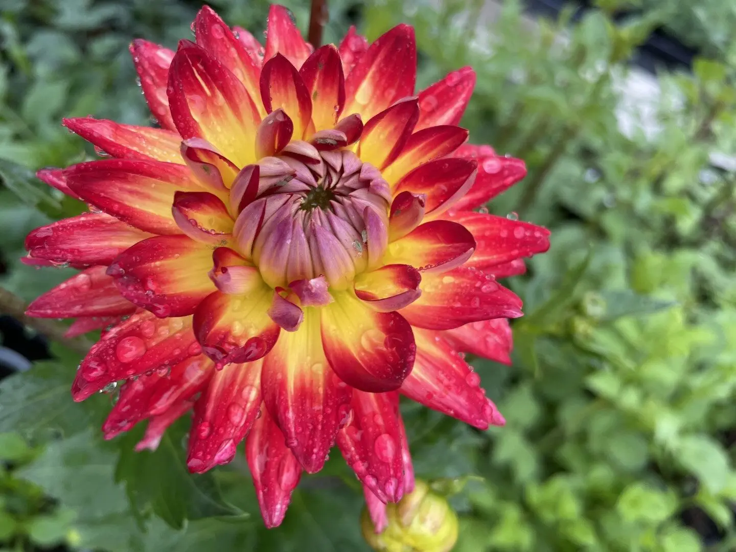 Dahlia Karma Bon Bini Tubers - Image 2