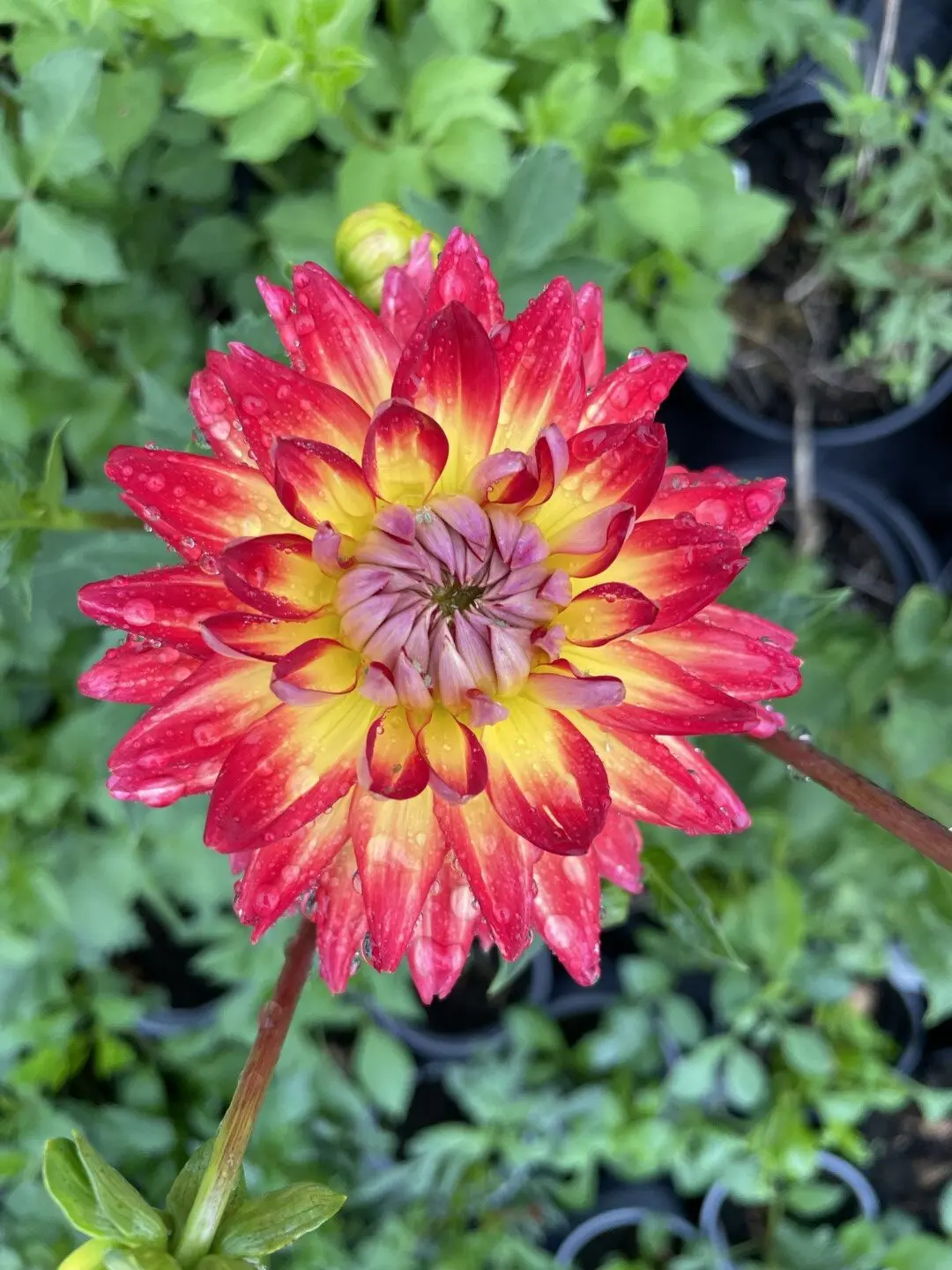 Dahlia Karma Bon Bini Tubers