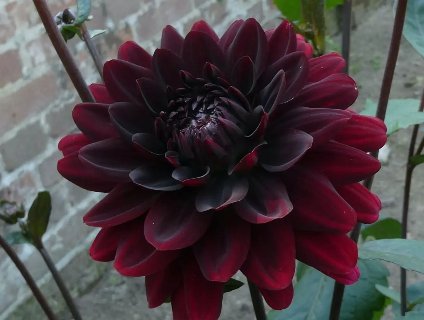 Dahlia Karma Choc Tubers