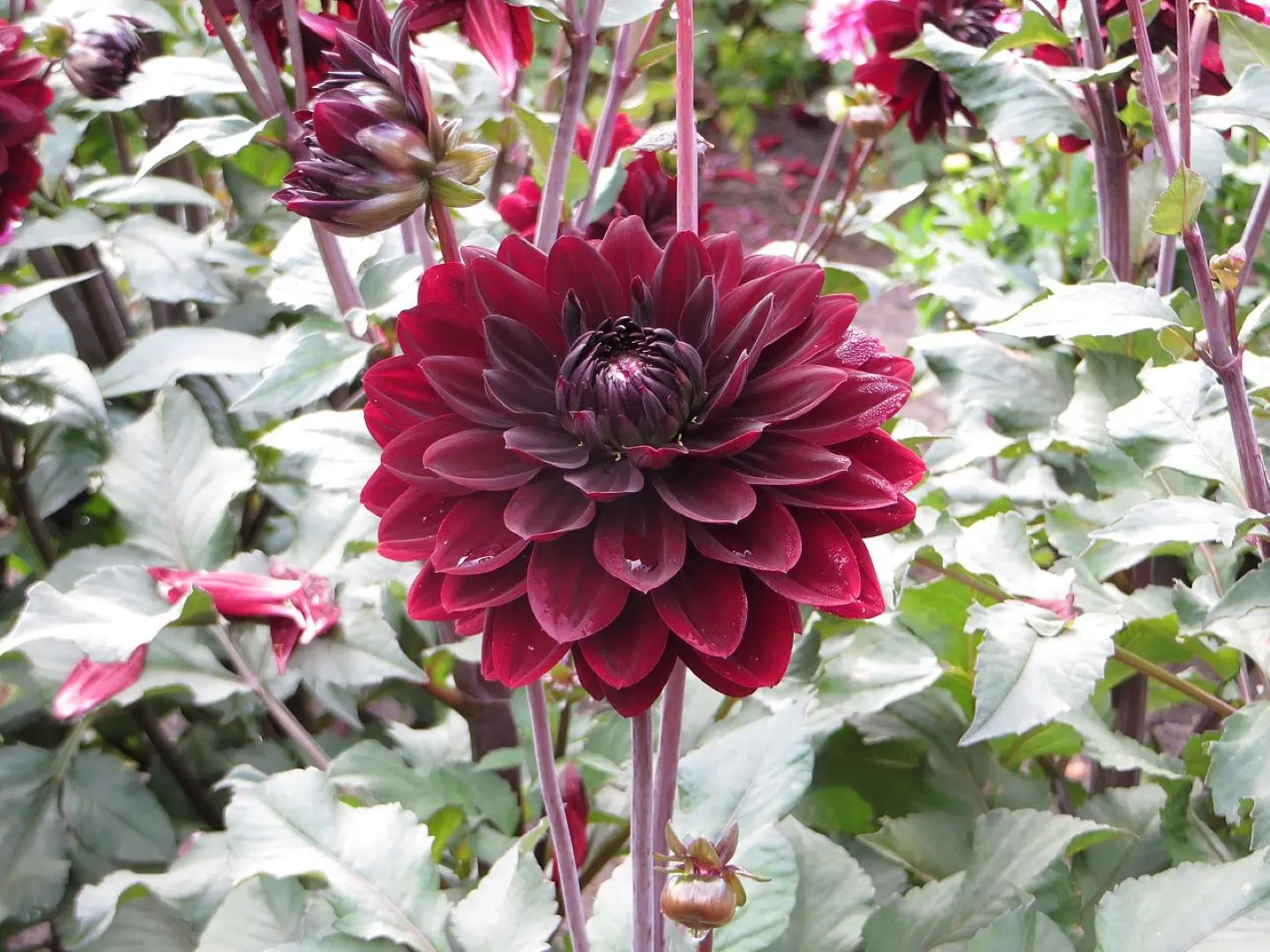 Dahlia Karma Choc Tubers