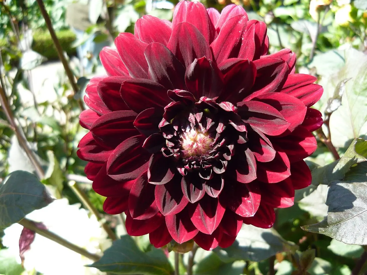 Dahlia Karma Choc Tubers