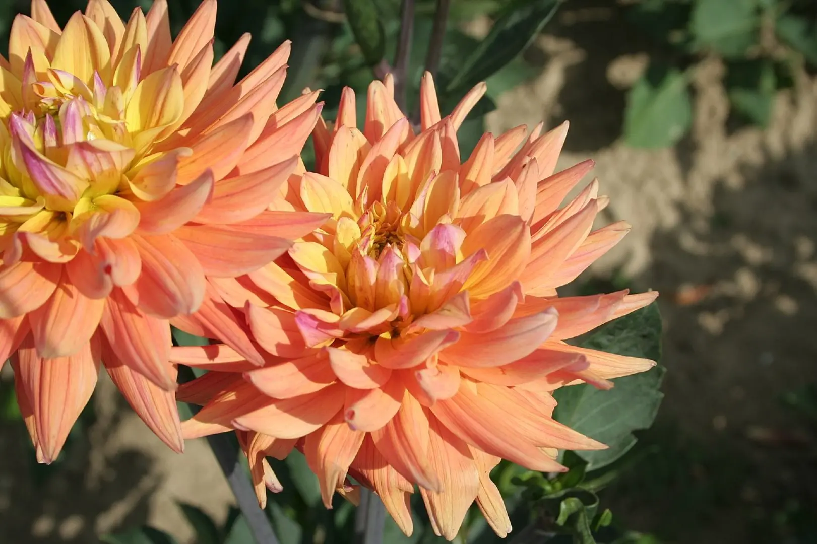 Dahlia Karma Corona Tubers