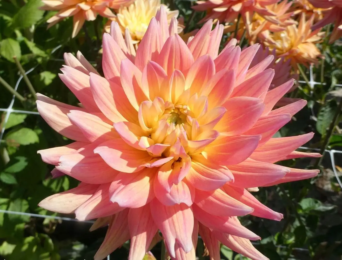 Dahlia Karma Corona Tubers