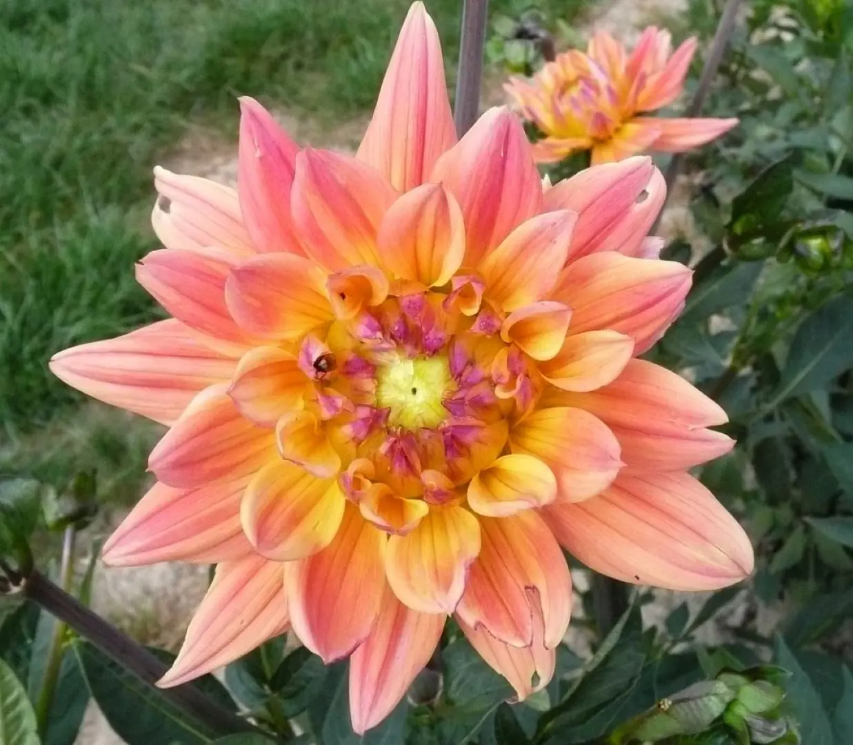 Dahlia Karma Corona Tubers