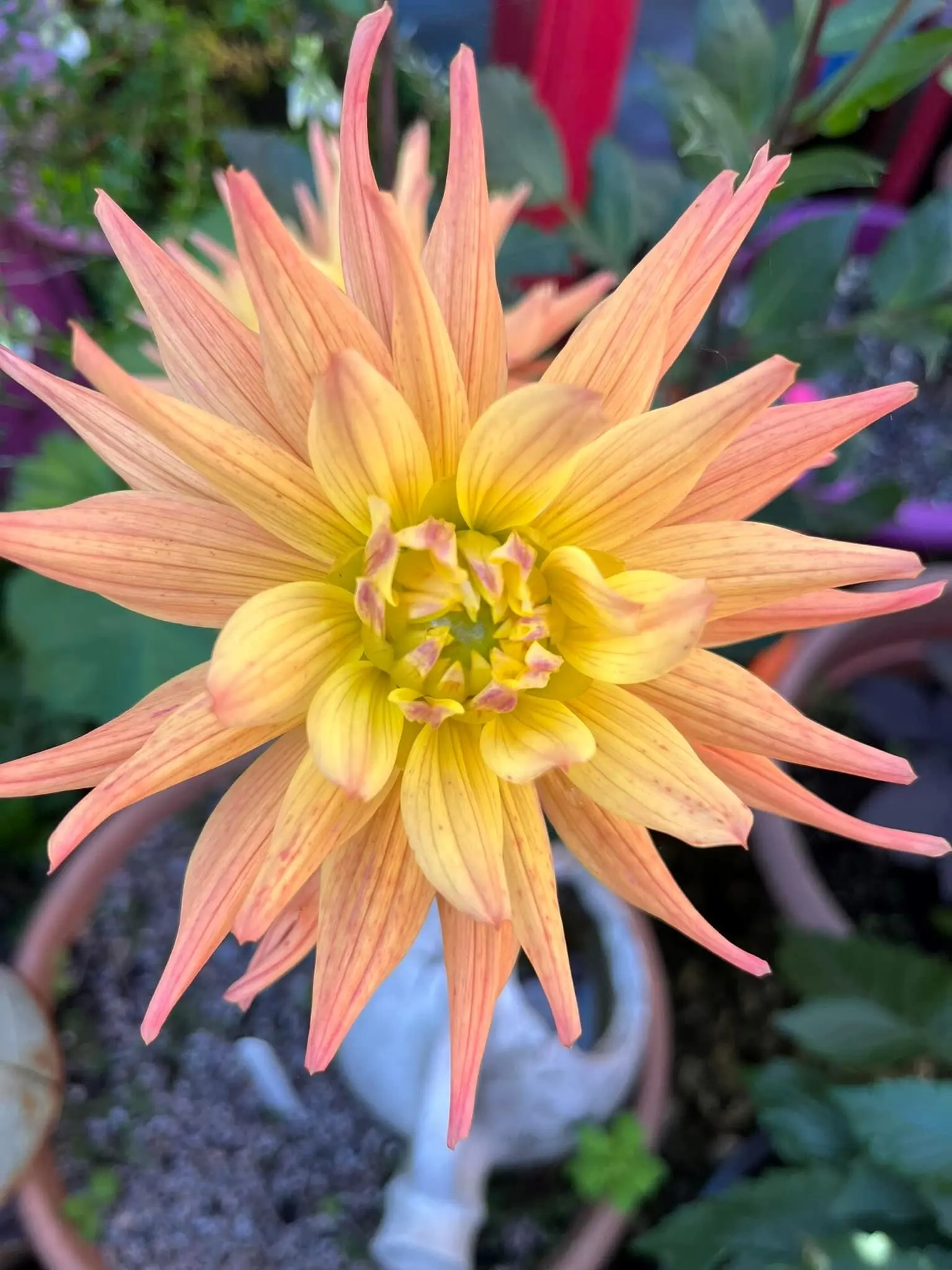 Dahlia Karma Corona Tubers - Image 2