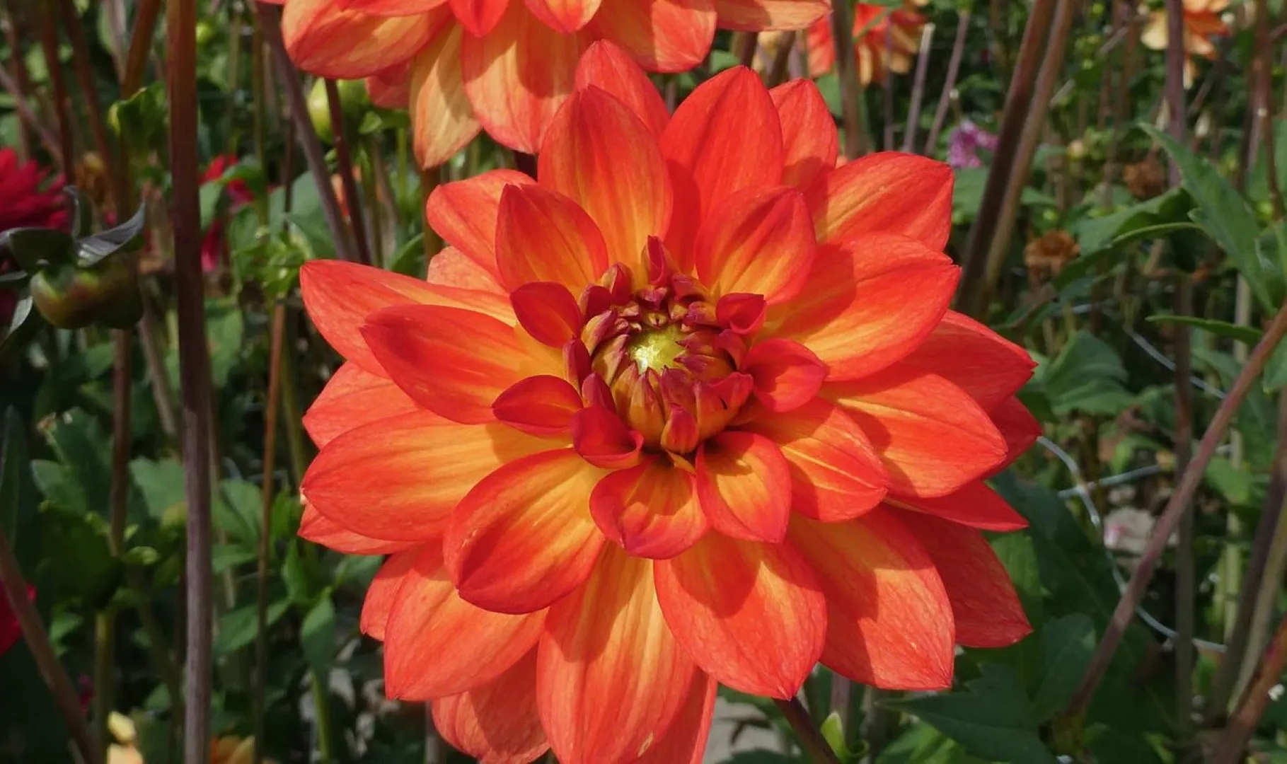 Dahlia Karma Fiesta Tubers