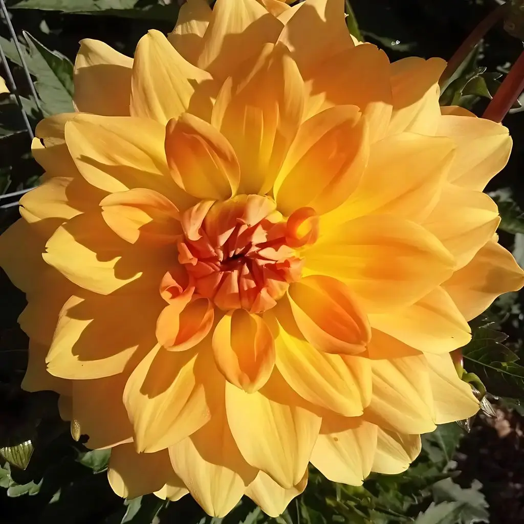 Dahlia Karma Gold Tubers
