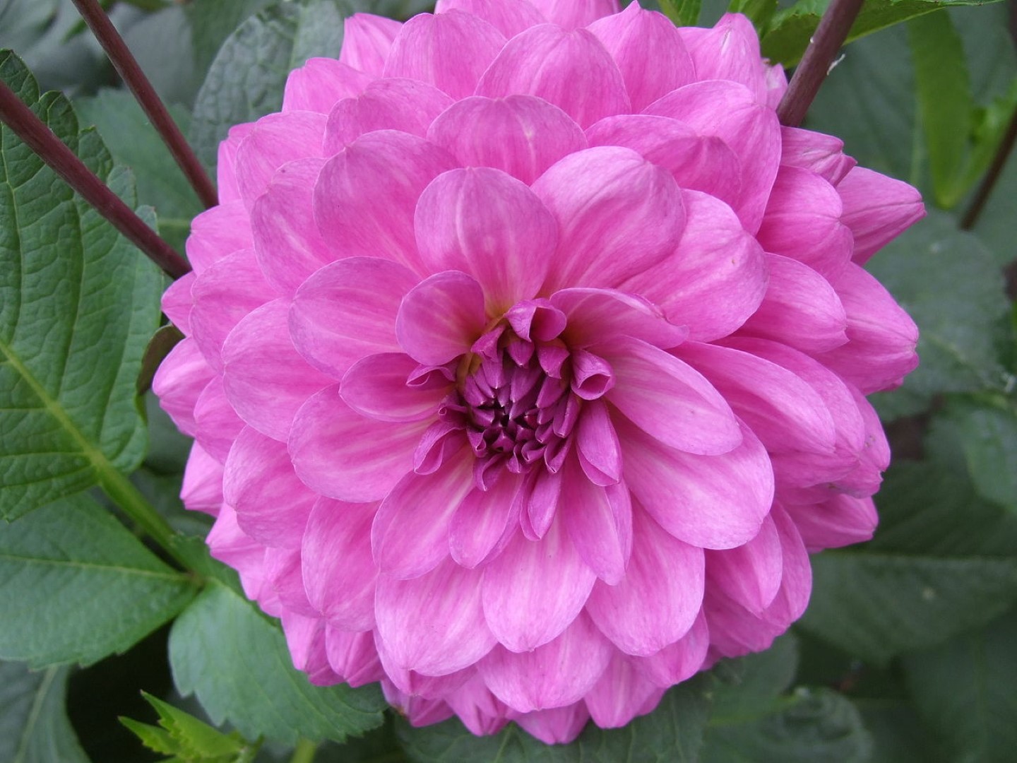 Dahlia Karma Lagoon Tubers