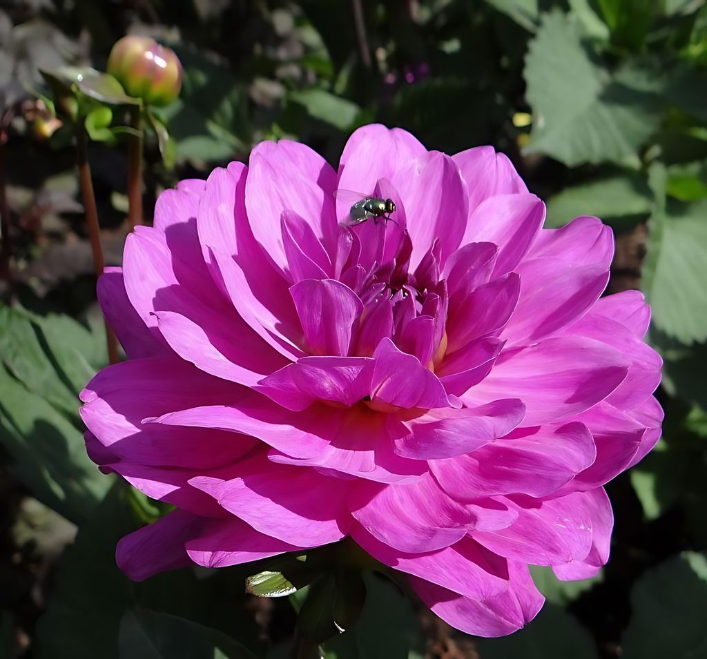 Dahlia Karma Lagoon Tubers