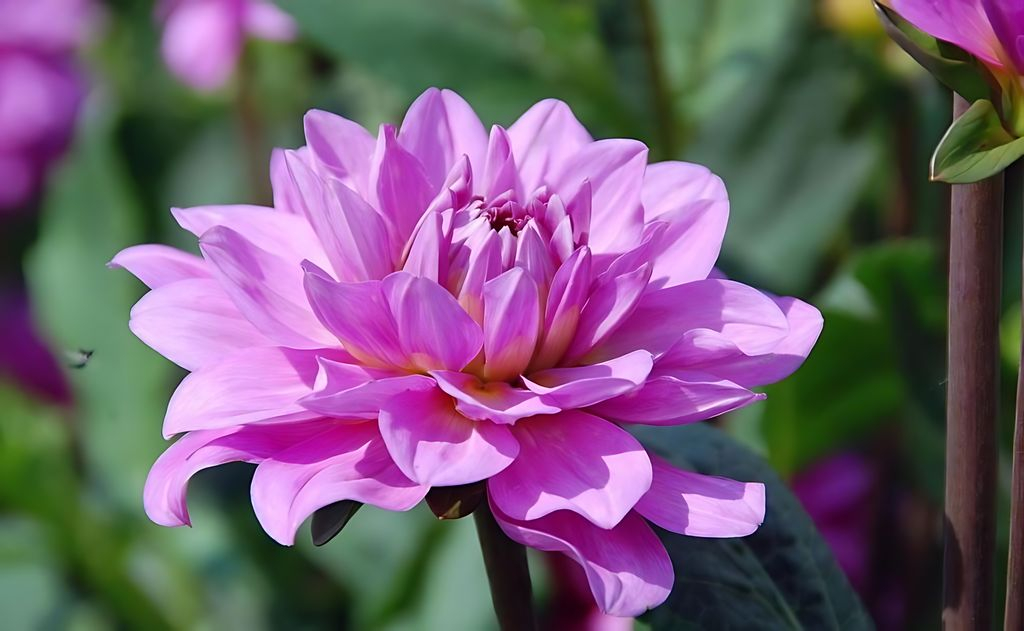 Dahlia Karma Lagoon Tubers