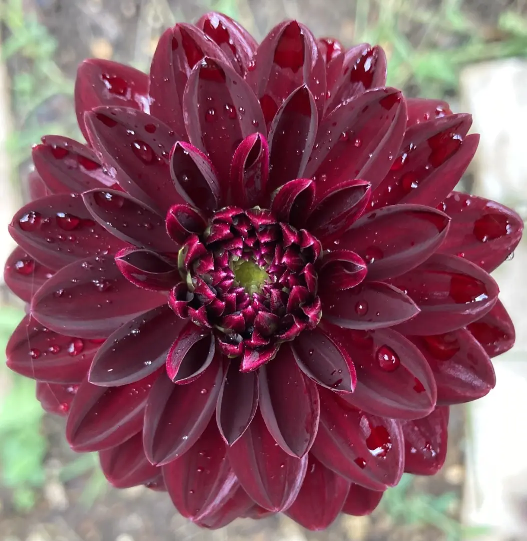 Dahlia Karma Naomi Tubers