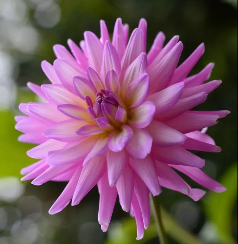Dahlia Karma Pink Corona Tubers