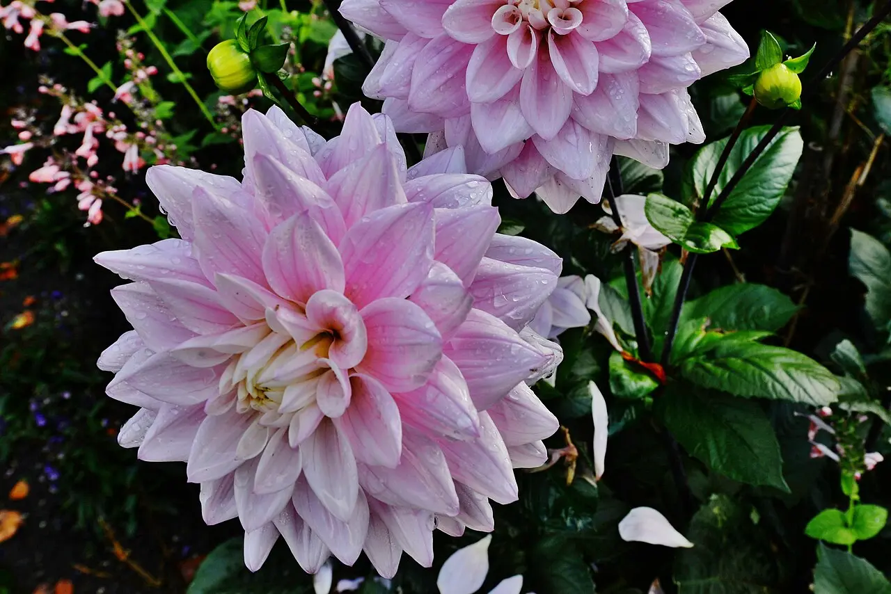 Dahlia Karma Prospero Tubers