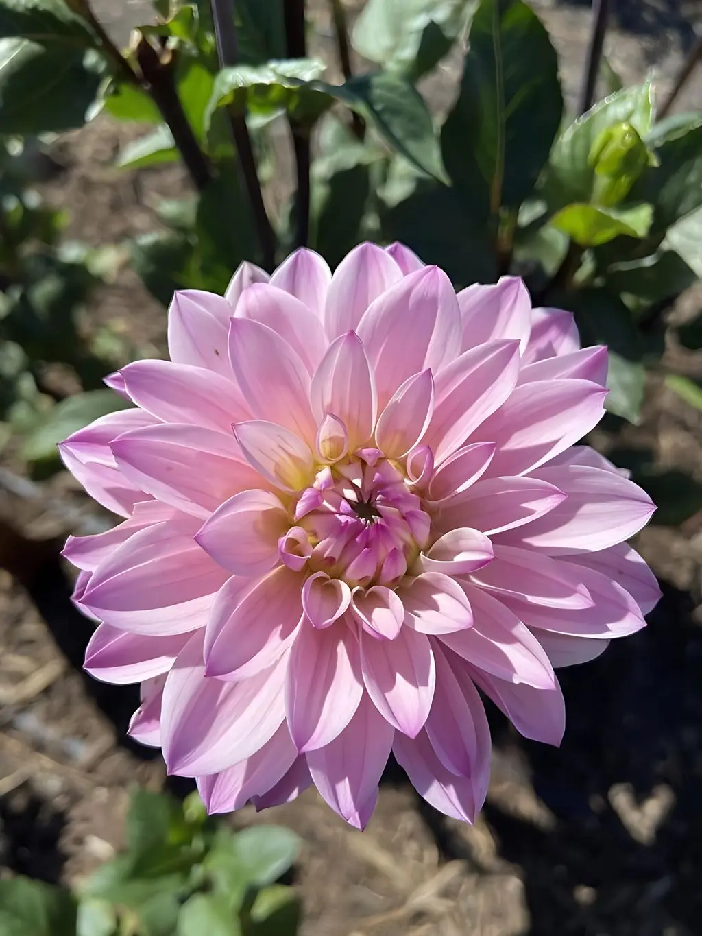 Dahlia Karma Prospero Tubers