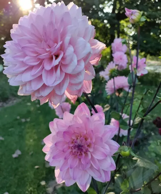 Dahlia Karma Prospero Tubers