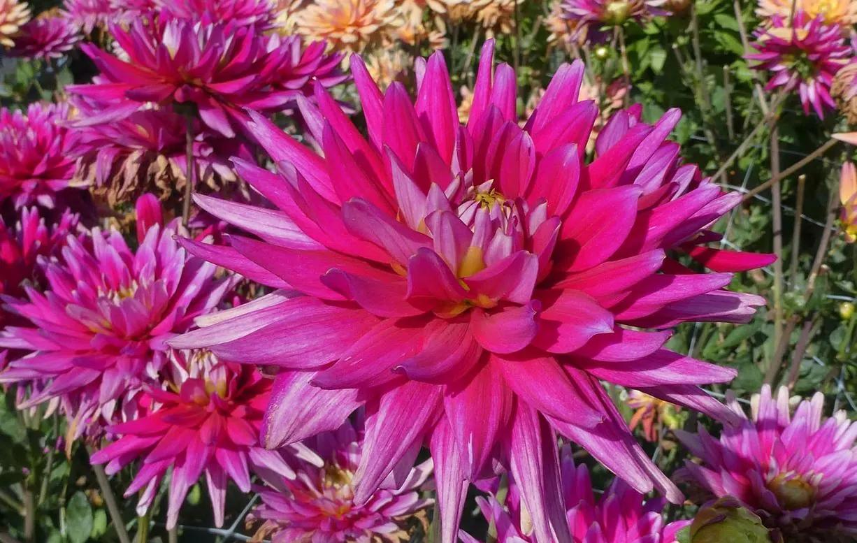 Dahlia Karma Purple Corona Tubers