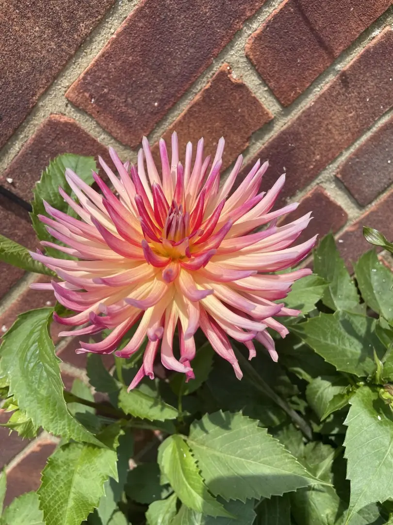 Dahlia Karma Sangria Tubers