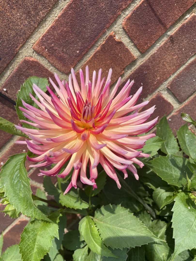 Dahlia Karma Sangria Tubers
