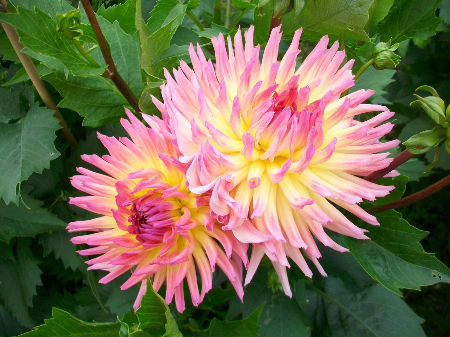 Dahlia Karma Sangria Tubers