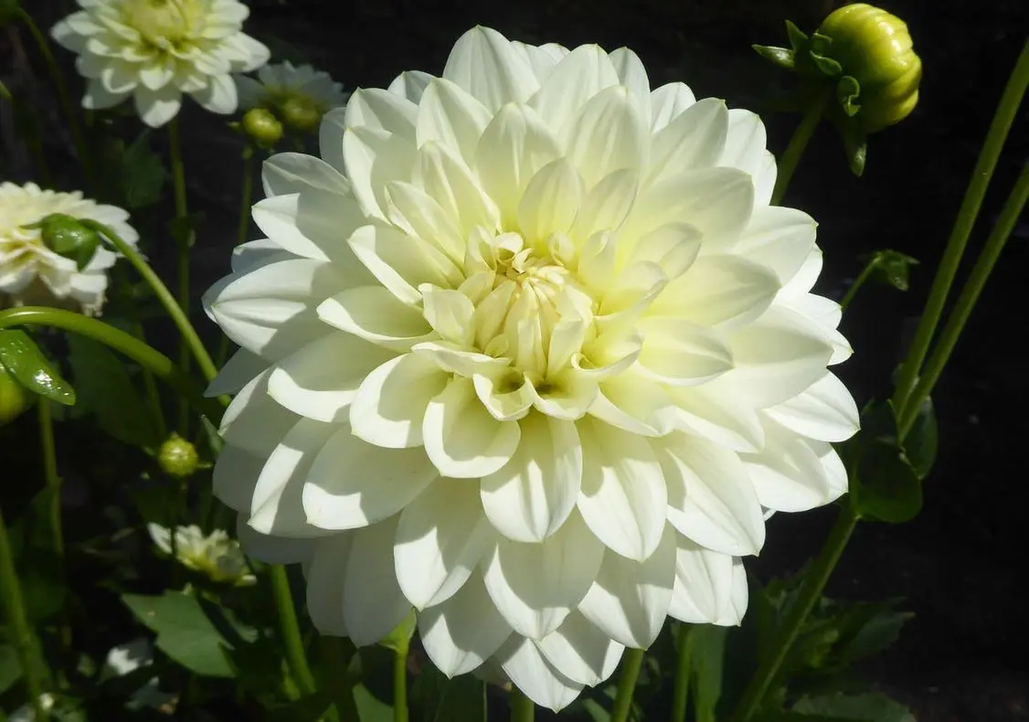 Dahlia Karma Serena Tubers