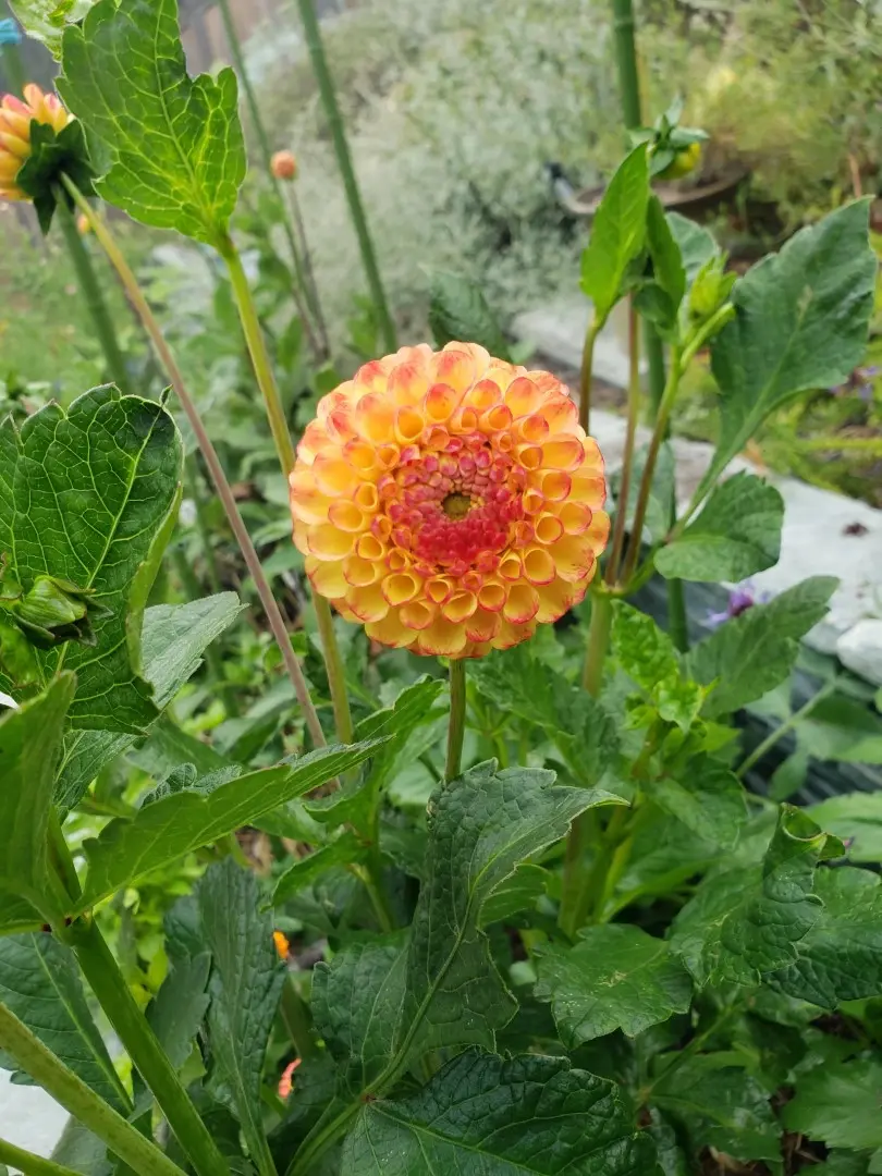 Dahlia Kasasagi Tubers