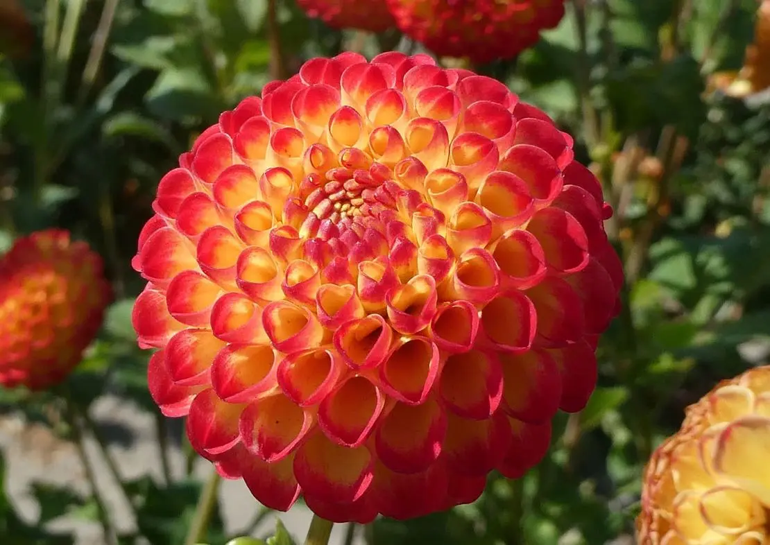Dahlia Kasasagi Tubers