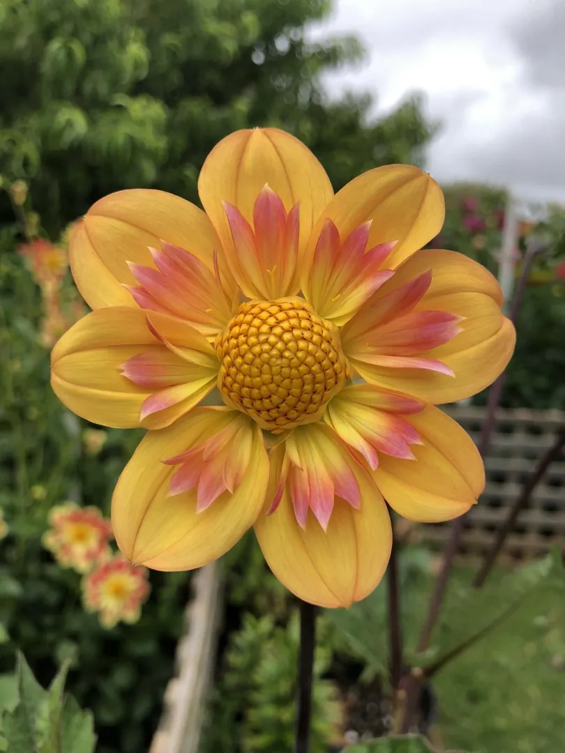 Dahlia Kelsey Annie Joy Tubers