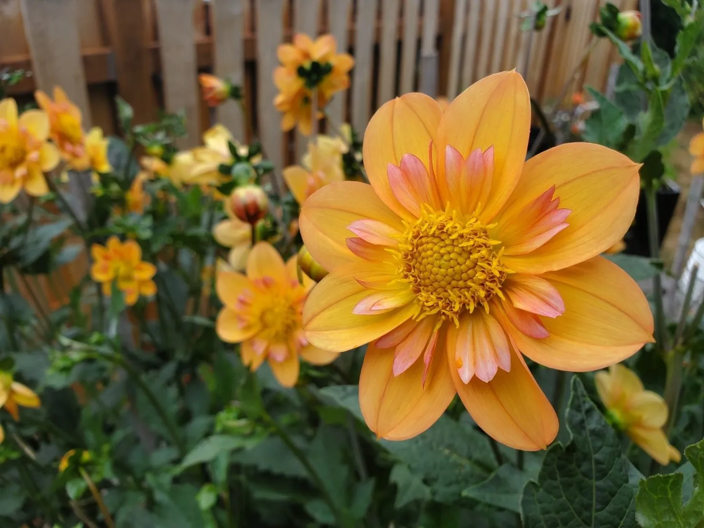 Dahlia Kelsey Annie Joy Tubers