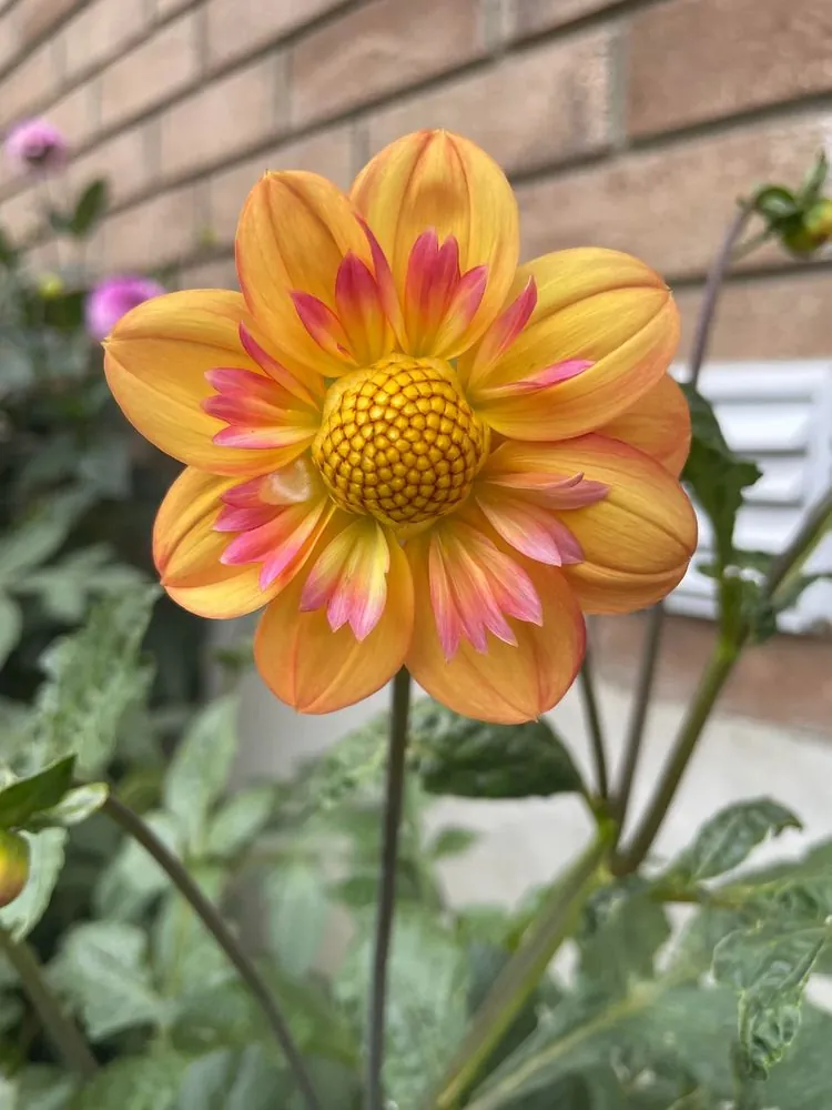 Dahlia Kelsey Annie Joy Tubers