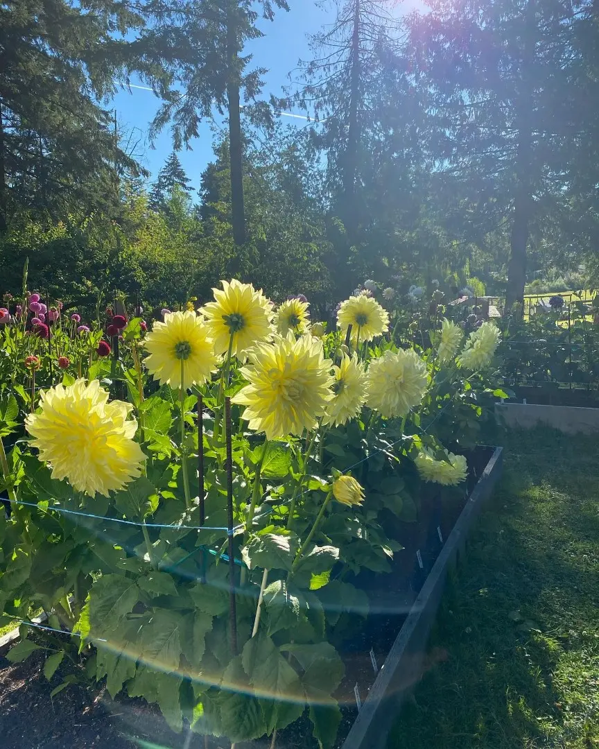 Dahlia Kelvin Floodlight Tubers