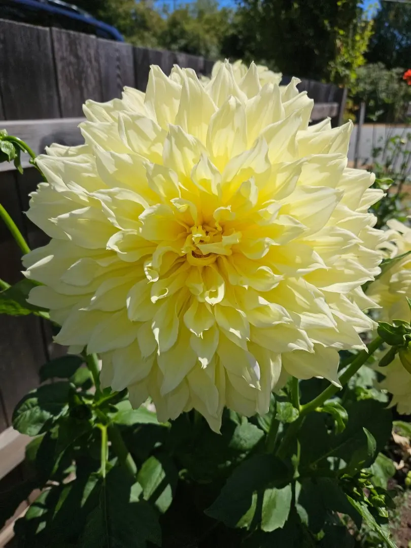 Dahlia Kelvin Floodlight Tubers