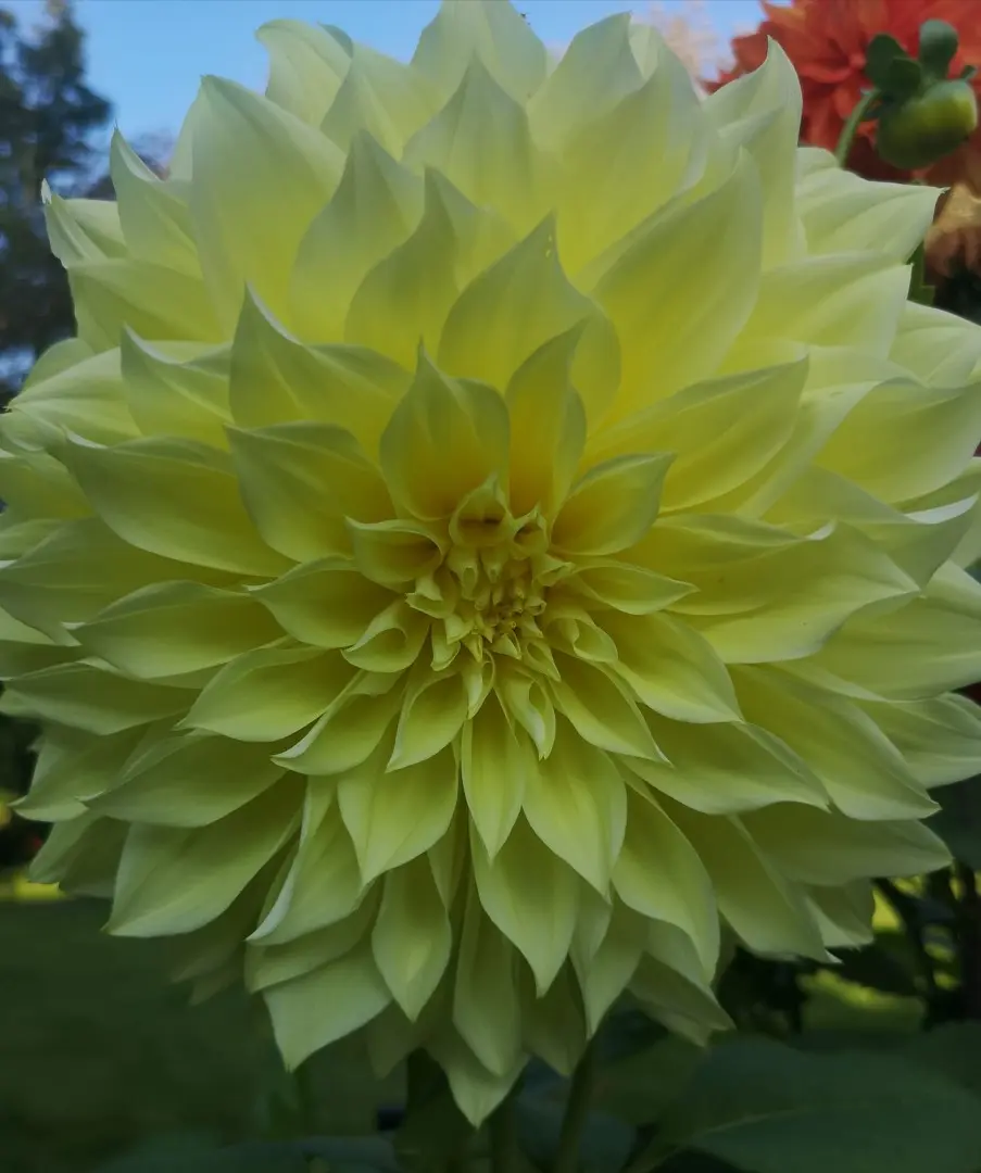Dahlia Kelvin Floodlight Tubers