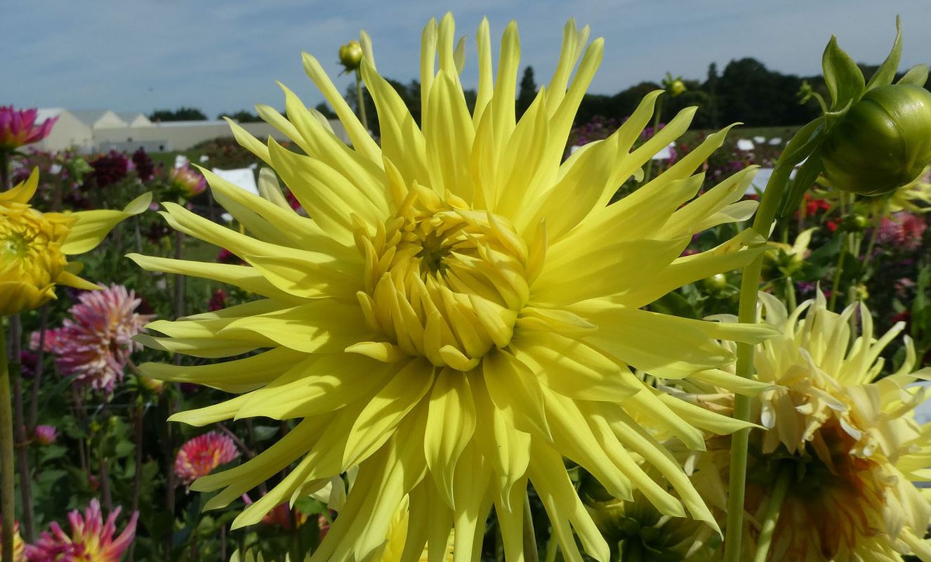 Dahlia Kennemerland Tubers