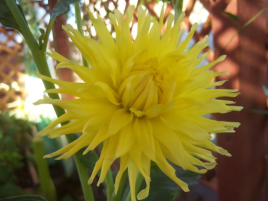 Dahlia Kennemerland Tubers