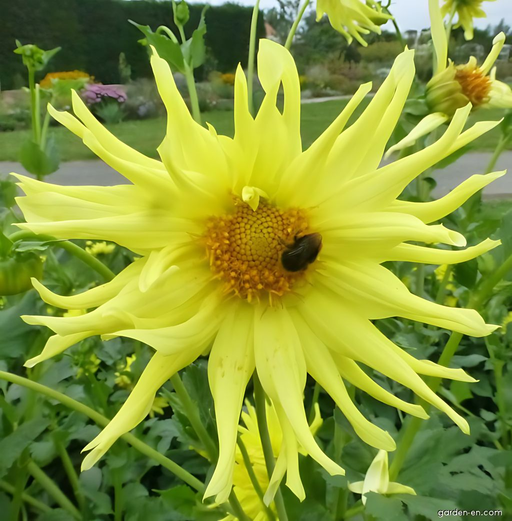 Dahlia Kennemerland Tubers