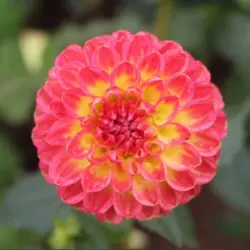 Dahlia Kenora Fireball Tubers